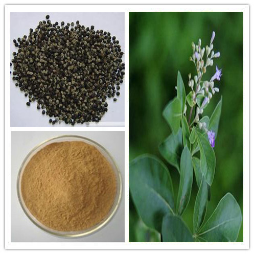 Chasteberry Extract Chasteberry Extract