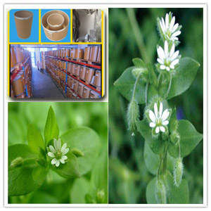 Chickweed extract Chickweed extract