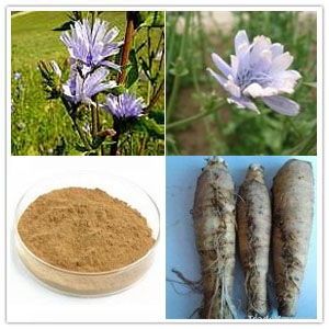 Chicory Root Extract Chicory Root Extract