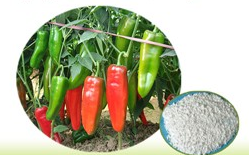 Chili pepper extract / Capsaicine