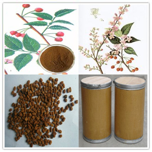 Chinese Bushcherry Seed Extract Chinese Bushcherry Seed Extract