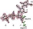 Chitinase Chitinase