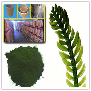 Chlorella Extract Chlorella Extract