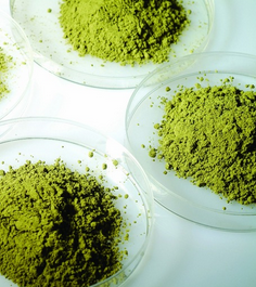Chlorophyll E140 Chlorophyll E140