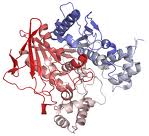 Cholinesterase enzyme