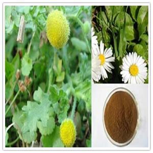 Chrysanthemum leaf extract