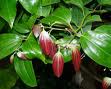 Cinnamon Essential Oil Cinnamon Essential Oil