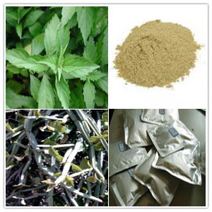Cissus Quadrangularis Extract Cissus Quadrangularis Extract