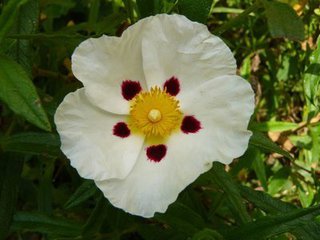 Cistus Ladaniferus Extract Cistus Ladaniferus Extract