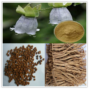 Codonopsis Root Extract Codonopsis Root Extract