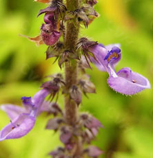 Coleus Forskoliin Extract Coleus Forskoliin Extract