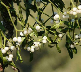 Coloed Mistletoe Herb Extract