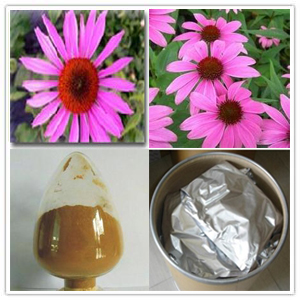 Coneflower Extract Coneflower Extract