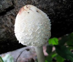 Coprinus Comatus Extract Coprinus Comatus Extract