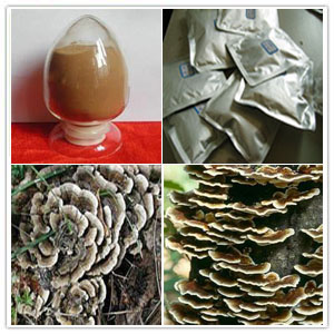 Coriolus versicolor extract Coriolus versicolor extract