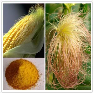 Corn Stigma Extract Corn Stigma Extract