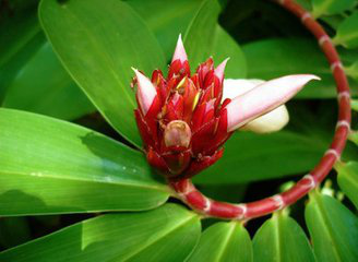 Costus cosmosus extract Costus cosmosus extract