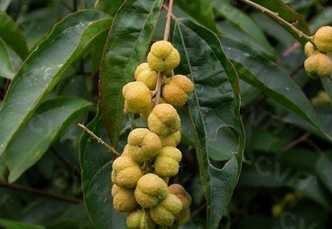 Croton Tiglium Extract