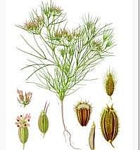 Cumin Cumin
