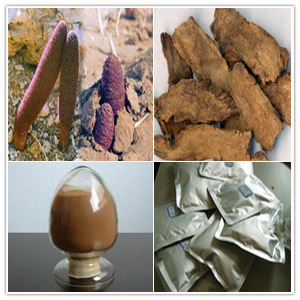 Cynomorii extract Cynomorii extract