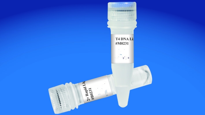 DNA Rapid Ligation Kit DNA Rapid Ligation Kit