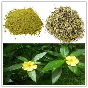 Damiana Extarct Damiana Extarct