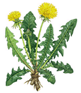 Dandelion Root