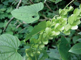 Dioscorea Septemloba Extract Dioscorea Septemloba Extract