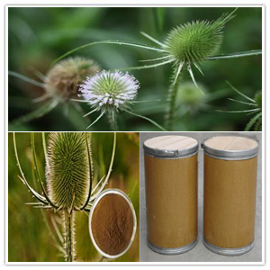 Dipsacus Root Extract Dipsacus Root Extract