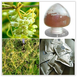 Dodder Seed Extract Dodder Seed Extract