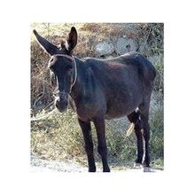 Donkey kidney extract Donkey kidney extract