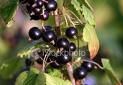Dry Black curran Dry Black curran