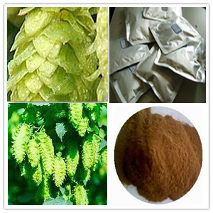 Dry Hops Extract Dry Hops Extract