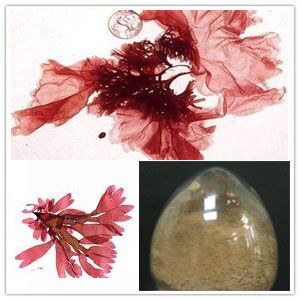 Dulse (Palmaria Palmata) extract Dulse (Palmaria Palmata) extract