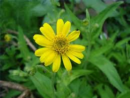 EXTRACT FLUID ARNICA EXTRACT FLUID ARNICA
