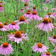 Echinecia purpurea extract Echinecia purpurea extract