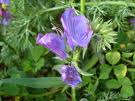 Echium Oil Echium Oil