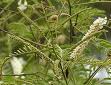 Edible Catechu Edible Catechu