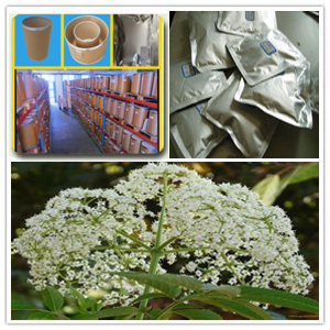 Elderberry extract Elderberry extract