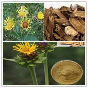 Elecampane Extract Elecampane Extract