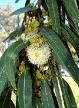 Eucalyptus Globulos 18x Eucalyptus Globulos 18x