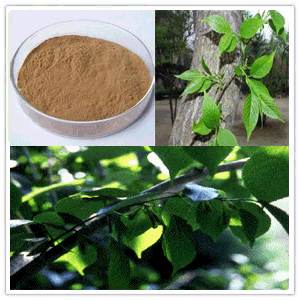 Eucommia Leaf extract