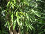 Eurycoma Longifolia (long jack) powder Eurycoma Longifolia (long jack) powder