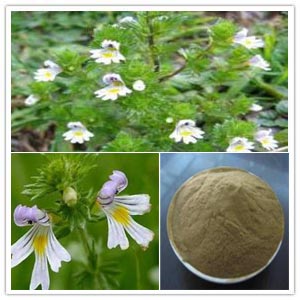 Eyebright Herb Extract Eyebright Herb Extract