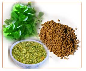 Fenugreek LEAF