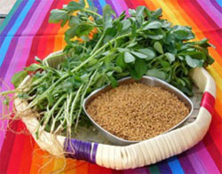 Fenugreek seed extract