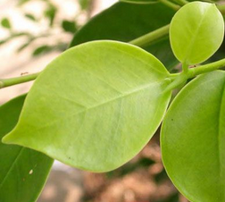 Ficus Microcarpa Extract