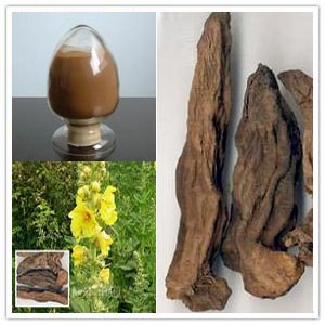 Figwort Root Extract Figwort Root Extract