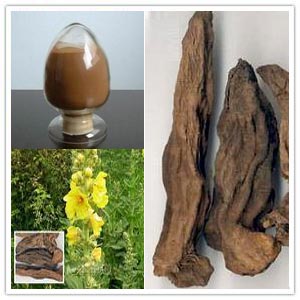 Figwort Root Extract