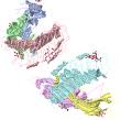 Follicle-stimulating hormone Follicle-stimulating hormone